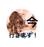 キキちゃんの毎日使えるスタンプ（個別スタンプ：13）