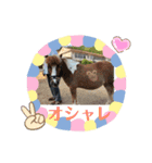 久万うまスタンプ4 アルファとマンボ（個別スタンプ：13）