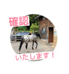 久万うまスタンプ4 アルファとマンボ（個別スタンプ：16）