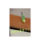 鳥さんのピーちゃんのスタンプ第3段（個別スタンプ：2）