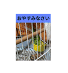 鳥さんのピーちゃんのスタンプ第3段（個別スタンプ：4）