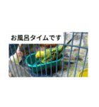 鳥さんのピーちゃんのスタンプ第3段（個別スタンプ：6）
