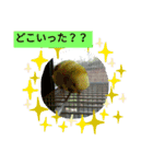 鳥さんのピーちゃんのスタンプ第3段（個別スタンプ：10）