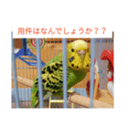 鳥さんのピーちゃんのスタンプ第3段（個別スタンプ：11）
