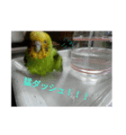 鳥さんのピーちゃんのスタンプ第3段（個別スタンプ：12）