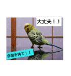 鳥さんのピーちゃんのスタンプ第3段（個別スタンプ：14）