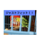 鳥さんのピーちゃんのスタンプ第3段（個別スタンプ：16）