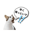 mon*habi猫スタンプ 5（個別スタンプ：2）
