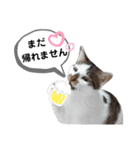 mon*habi猫スタンプ 5（個別スタンプ：3）