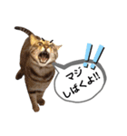 mon*habi猫スタンプ 5（個別スタンプ：4）