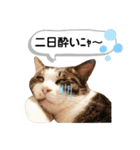 mon*habi猫スタンプ 5（個別スタンプ：5）