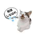 mon*habi猫スタンプ 5（個別スタンプ：6）