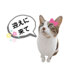 mon*habi猫スタンプ 5（個別スタンプ：8）
