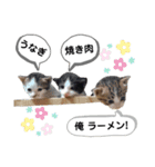 mon*habi猫スタンプ 5（個別スタンプ：9）