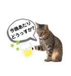 mon*habi猫スタンプ 5（個別スタンプ：10）