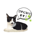 mon*habi猫スタンプ 5（個別スタンプ：12）