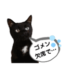 mon*habi猫スタンプ 5（個別スタンプ：13）