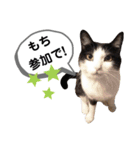 mon*habi猫スタンプ 5（個別スタンプ：14）