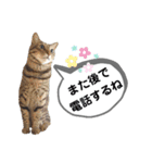 mon*habi猫スタンプ 5（個別スタンプ：15）