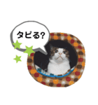 mon*habi猫スタンプ 5（個別スタンプ：16）
