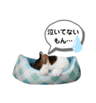 mon*habi猫スタンプ 5（個別スタンプ：17）