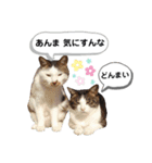 mon*habi猫スタンプ 5（個別スタンプ：18）