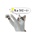 mon*habi猫スタンプ 5（個別スタンプ：20）