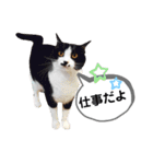 mon*habi猫スタンプ 5（個別スタンプ：21）