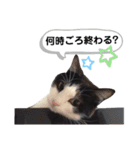 mon*habi猫スタンプ 5（個別スタンプ：22）