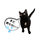 mon*habi猫スタンプ 5（個別スタンプ：23）