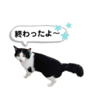 mon*habi猫スタンプ 5（個別スタンプ：24）