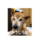 ザウルス7（個別スタンプ：2）