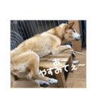 ザウルス7（個別スタンプ：3）