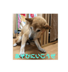 ザウルス7（個別スタンプ：4）
