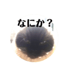 ヒマラヤンのフォークス（個別スタンプ：1）