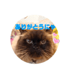 ヒマラヤンのフォークス（個別スタンプ：3）