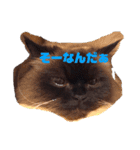ヒマラヤンのフォークス（個別スタンプ：5）
