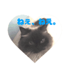ヒマラヤンのフォークス（個別スタンプ：11）