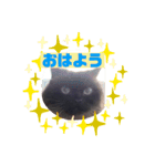 ヒマラヤンのフォークス（個別スタンプ：13）