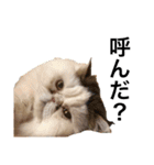 飼い猫と野良猫（個別スタンプ：1）