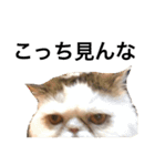 飼い猫と野良猫（個別スタンプ：2）