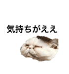 飼い猫と野良猫（個別スタンプ：3）
