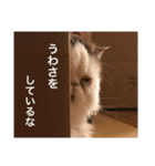 飼い猫と野良猫（個別スタンプ：4）