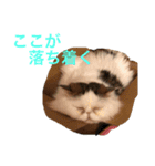 飼い猫と野良猫（個別スタンプ：5）