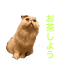 飼い猫と野良猫（個別スタンプ：6）