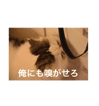 飼い猫と野良猫（個別スタンプ：7）