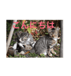 飼い猫と野良猫（個別スタンプ：8）