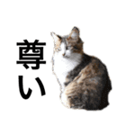 飼い猫と野良猫（個別スタンプ：11）
