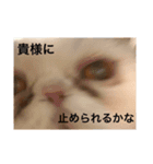 飼い猫と野良猫（個別スタンプ：12）