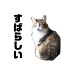 飼い猫と野良猫（個別スタンプ：14）